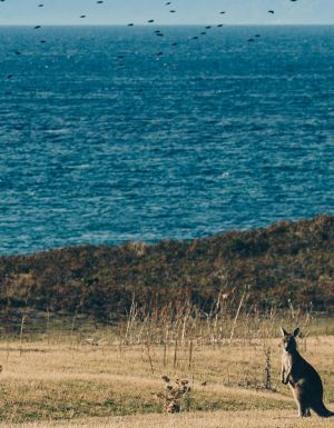 kangaroos on Maria Island, Tasmania. Fly there in the new Jetstar flight sale