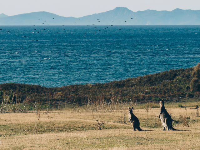 kangaroos on Maria Island, Tasmania