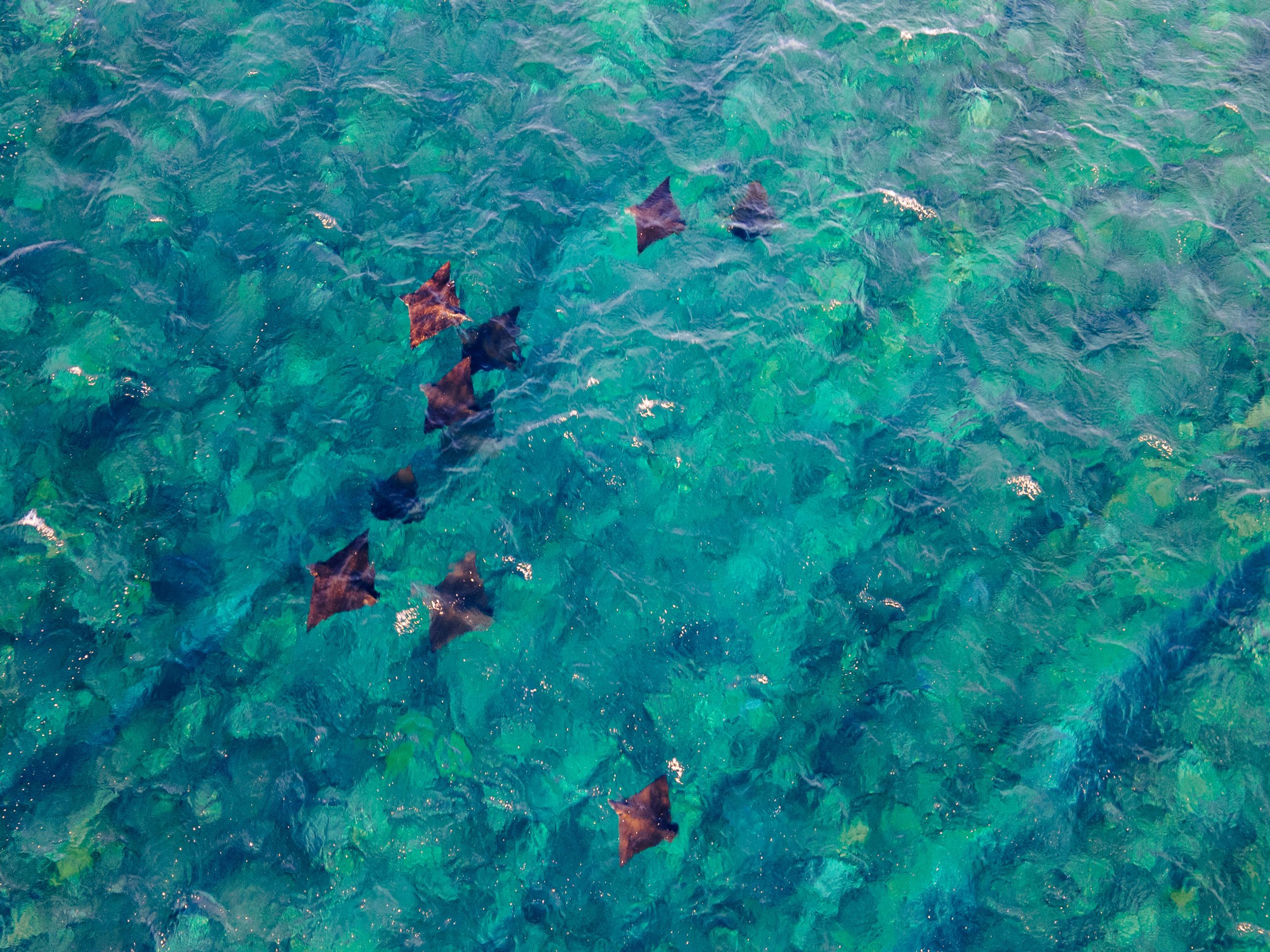 Turtles aerial shot in Ningaloo Reef