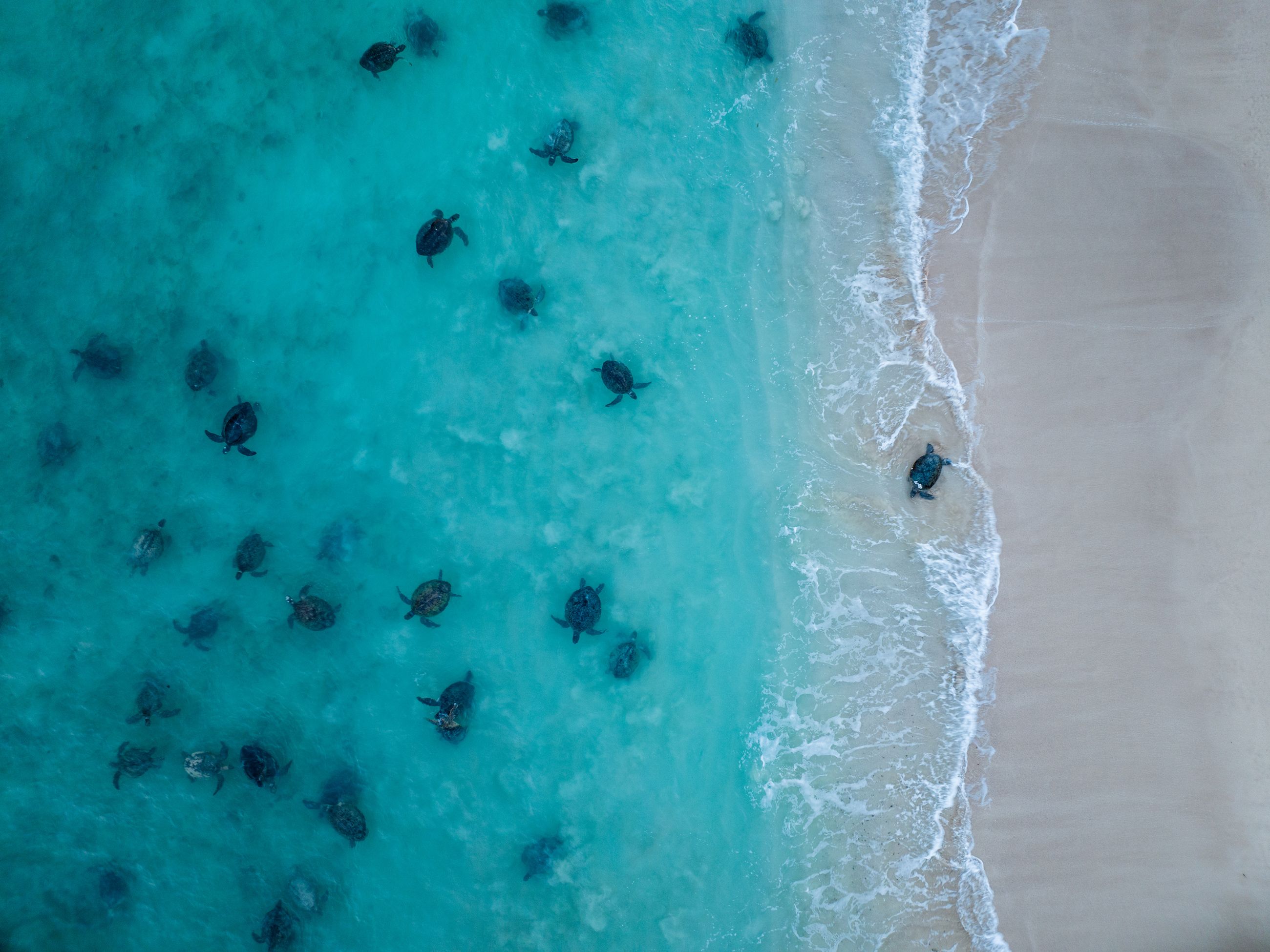 Turtles aerial shot in Ningaloo Reef