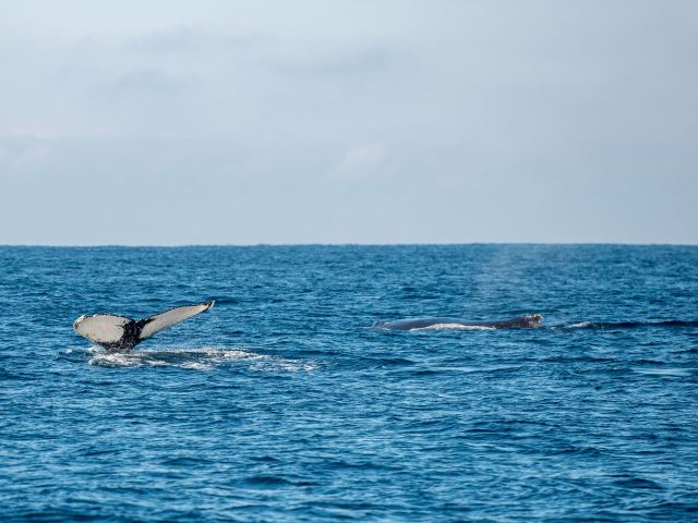 whales in victoria australia