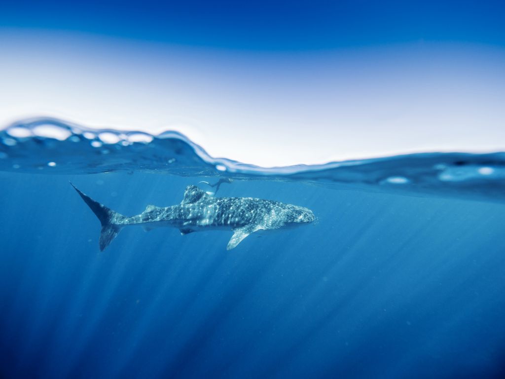 whale shark swim in Ningaloo Reef