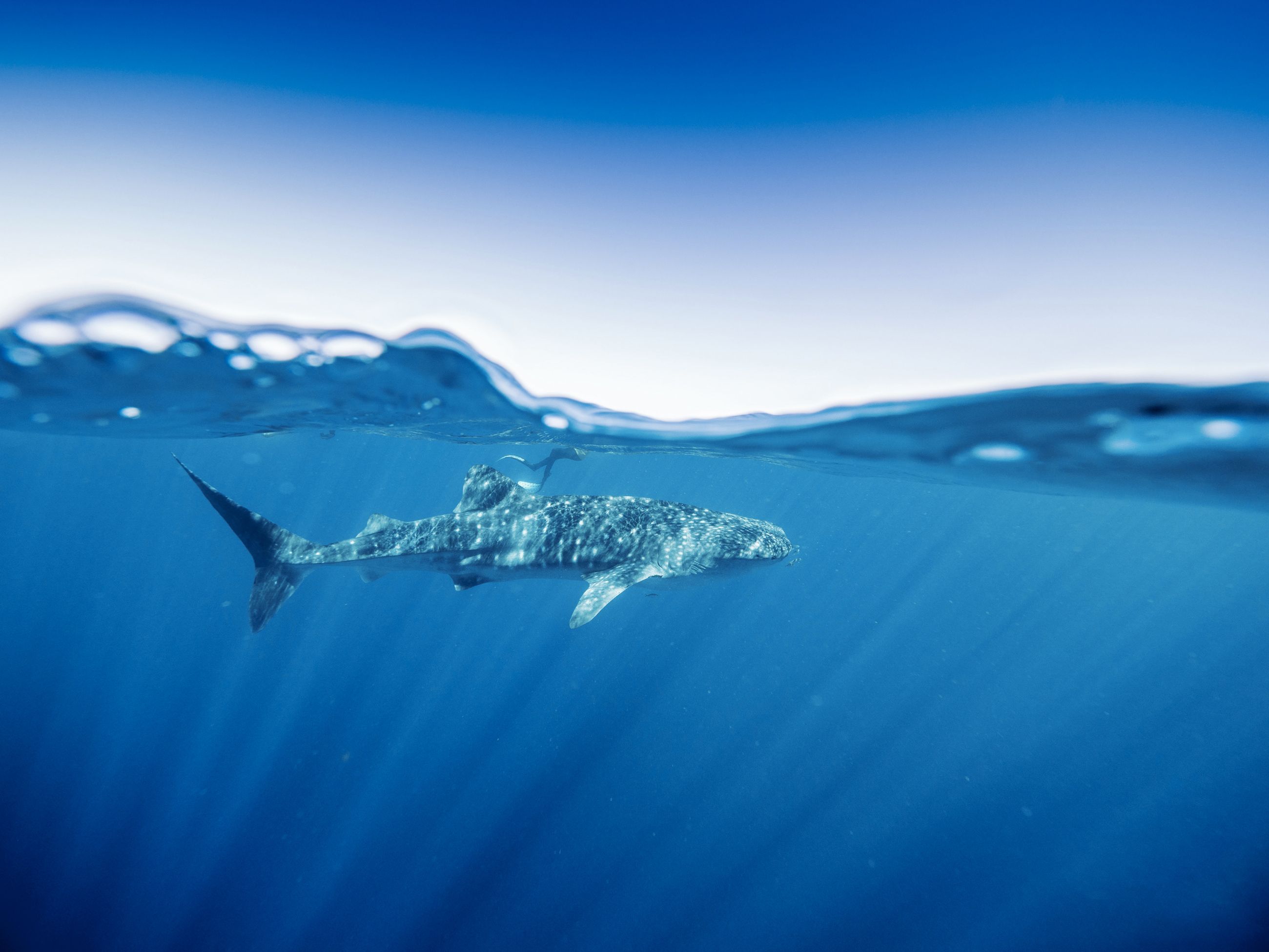 whale shark swim in Ningaloo Reef
