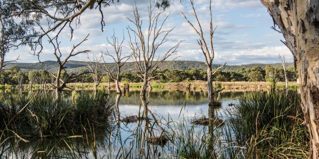 The scenic Wonga Wetlands along the Wagirra Trail and Yindyamarra Sculpture Walk, West Albury.
