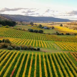 the vineyards at Lerida Estate