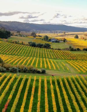 the vineyards at Lerida Estate
