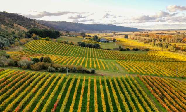 the vineyards at Lerida Estate