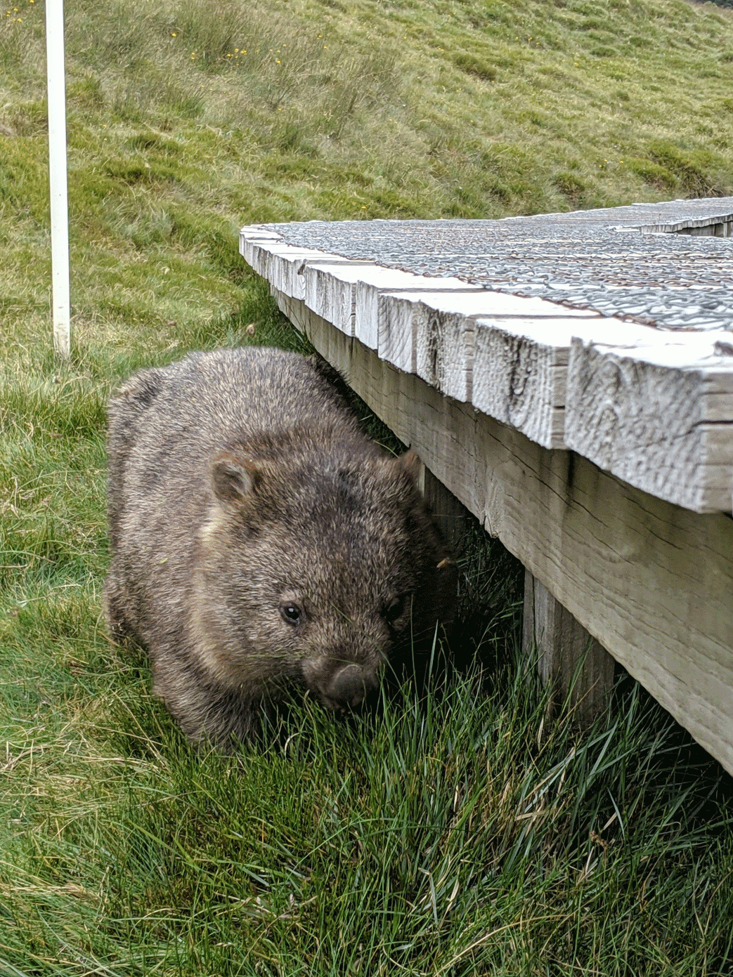 maria island wombat