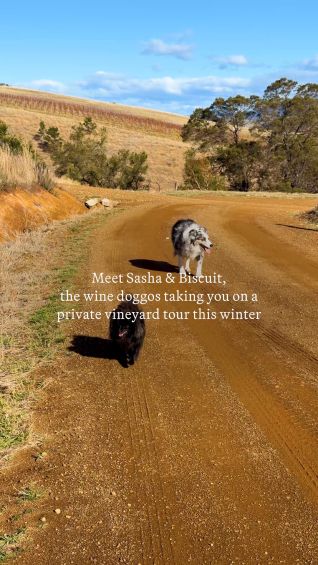 Meet Caledon Estate’s furry tour guides