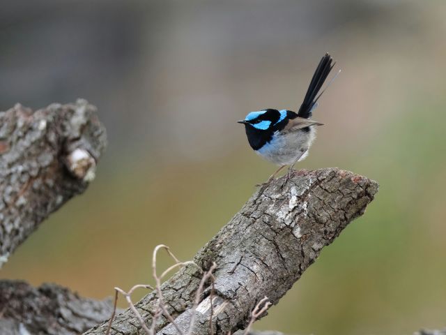 ll blue wren sitting on a tree branch