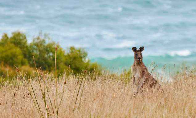 You don’t need to see the Twelve Apostles to do the Great Ocean Road