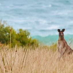 You don’t need to see the Twelve Apostles to do the Great Ocean Road