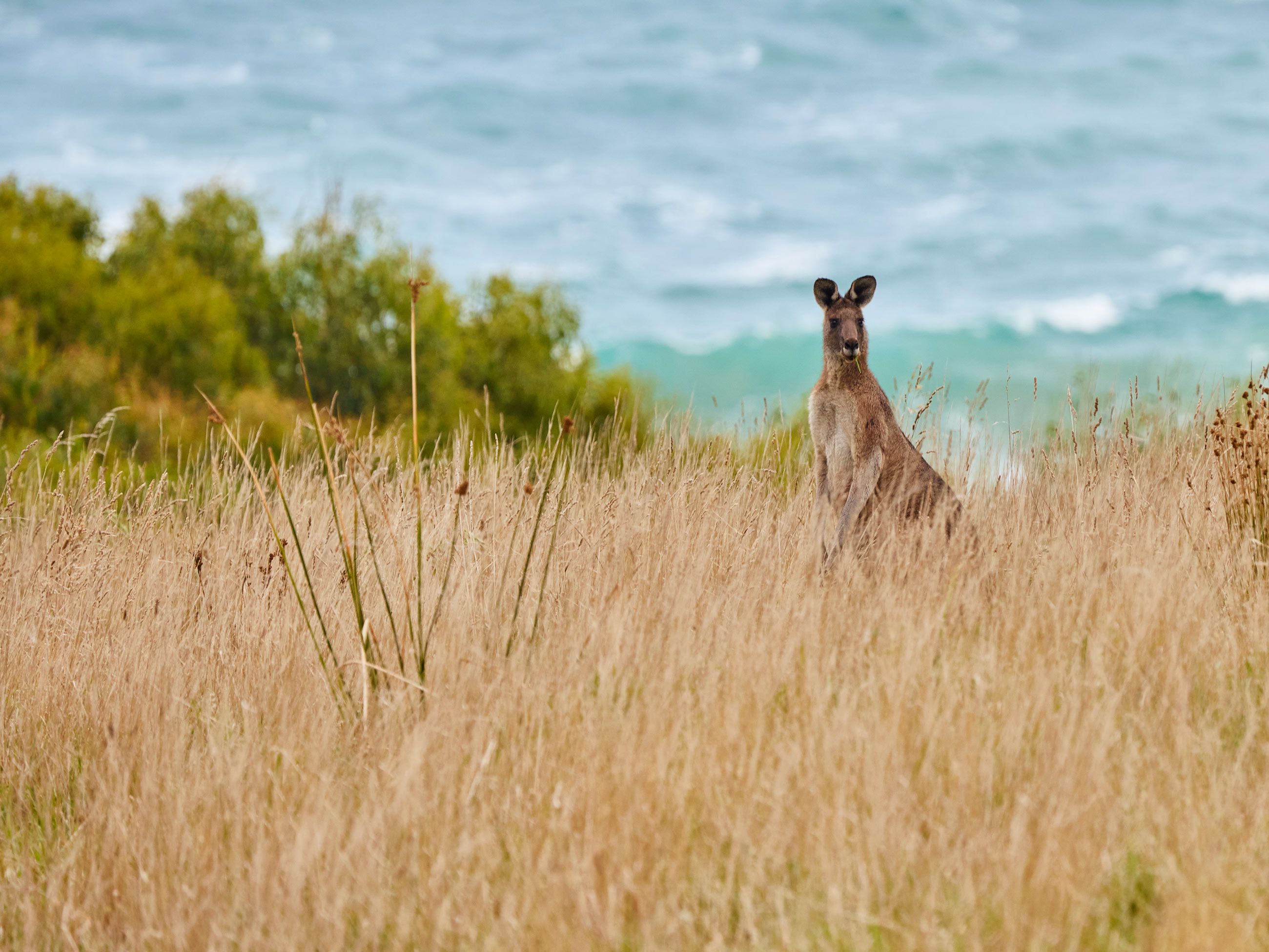 kangaroo in the wild