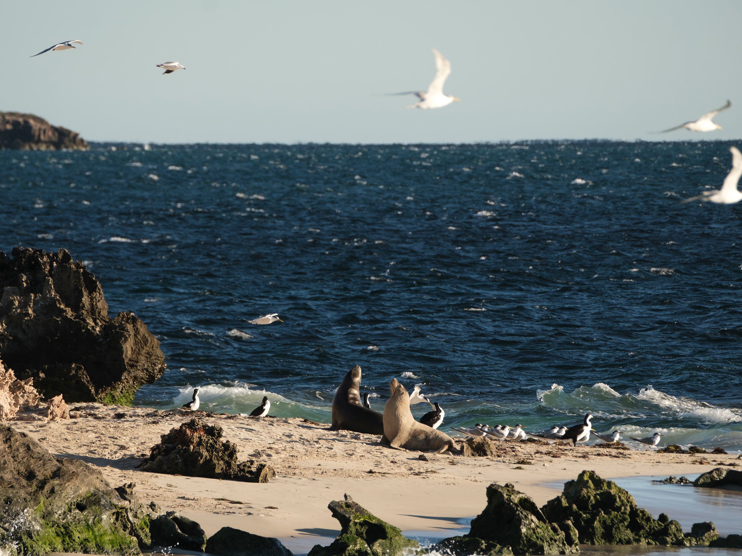 sea lions in Jurien Bay