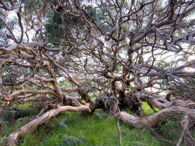 Skypods tree