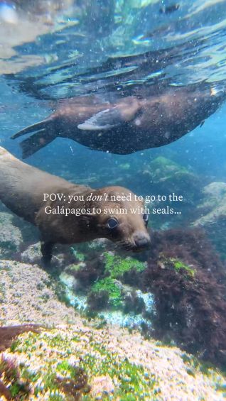 Swim with seals near Narooma, NSW