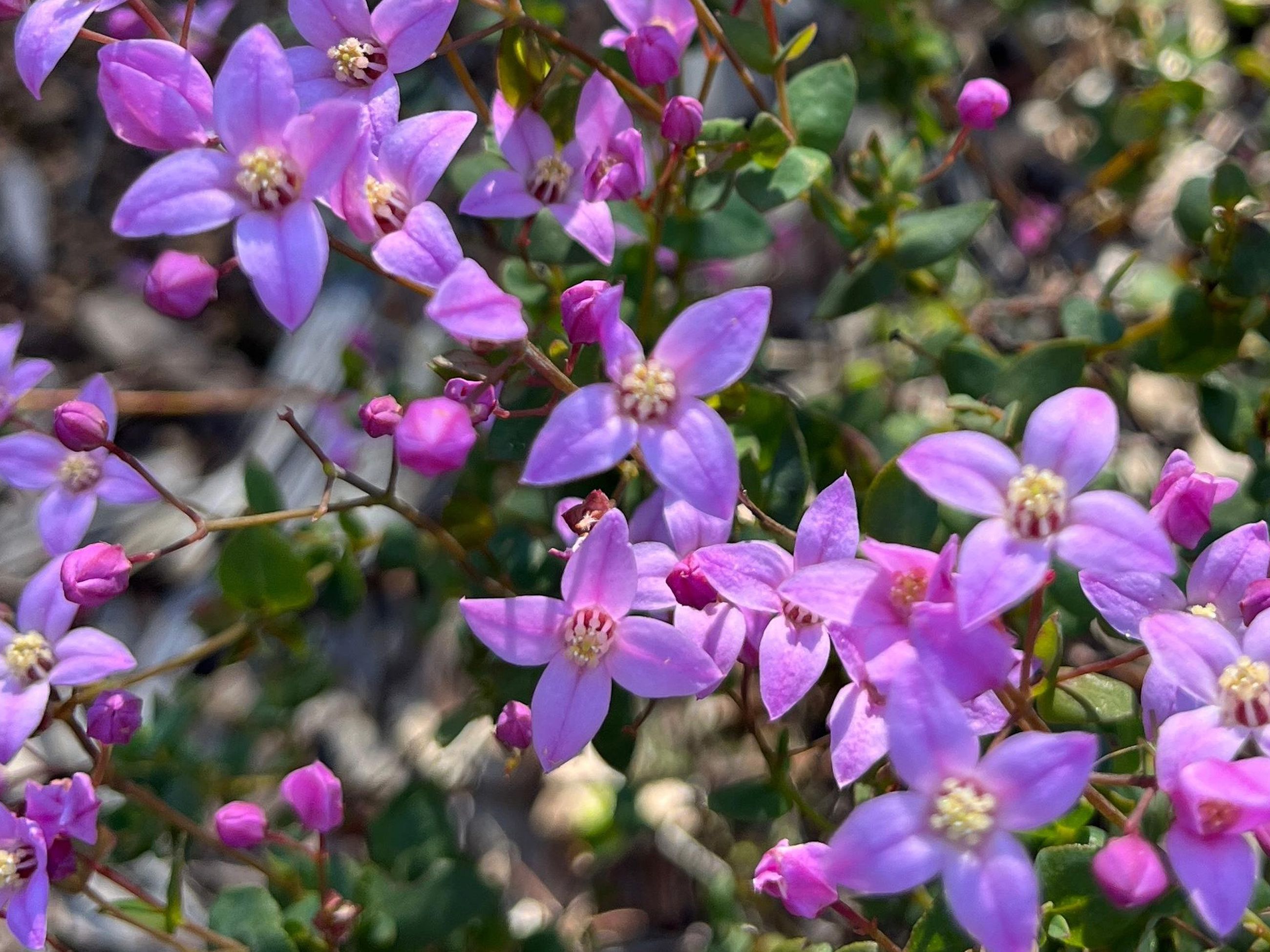 Boronia crenulata, commonly known as aniseed boronia, is a plant in the citrus family Rutaceae
