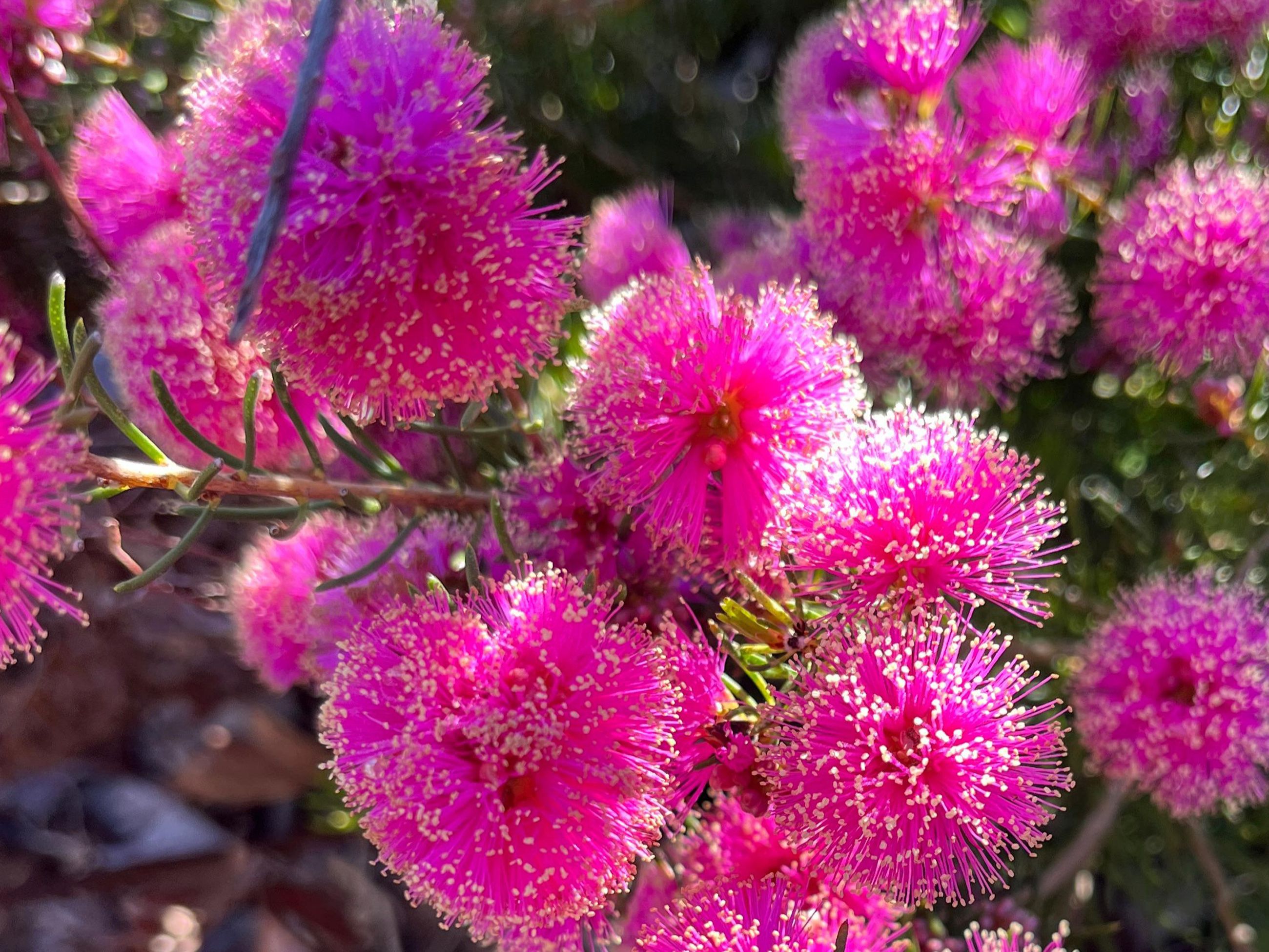Melaleuca nesophila, commonly known as showy honey-myrtle, mindiyet or pink melaleuca