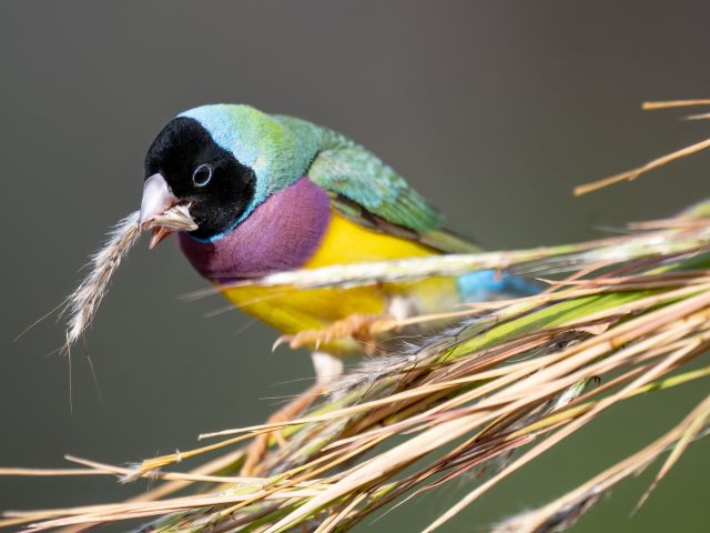 Kakadu Bird Week in Kakadu National Park, NT