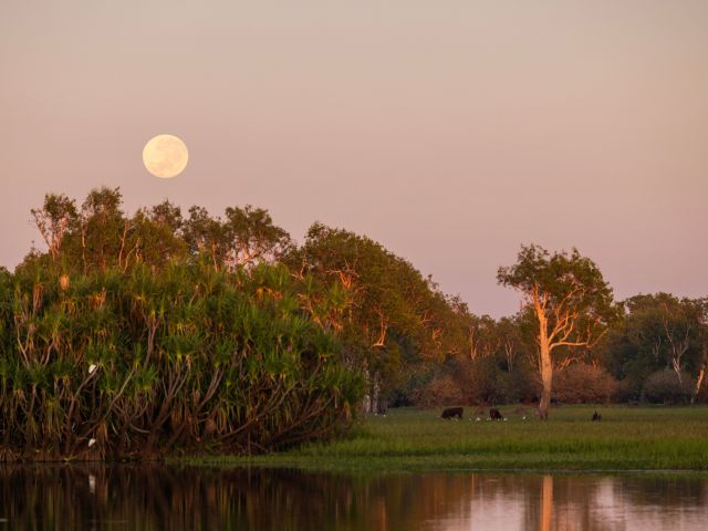 Kakadu Bird Week in Kakadu National Park, NT