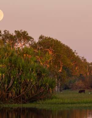 Kakadu Bird Week in Kakadu National Park, NT
