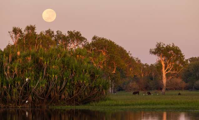 Kakadu Bird Week in Kakadu National Park, NT