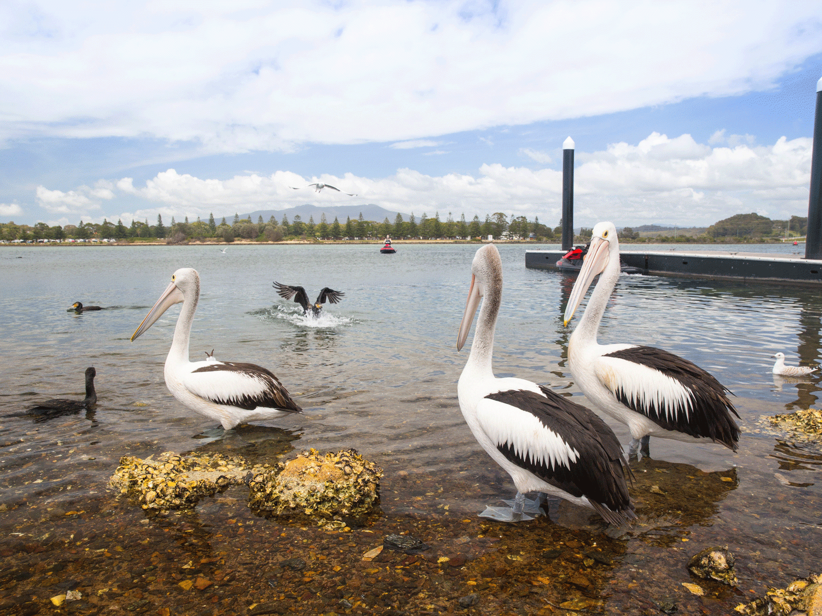 narooma