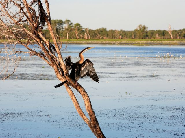 Kakadu Bird Week in Kakadu National Park, NT