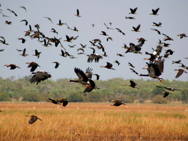 Kakadu Bird Week in Kakadu National Park, NT
