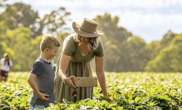 Adelaide hills bloom an harvest trail