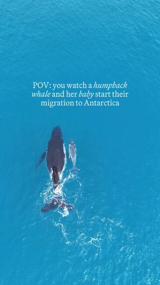POV: you watch a humpback whale and her baby start their migration to Antarctica