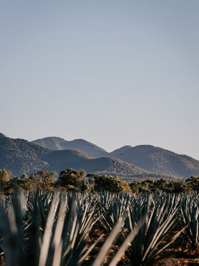 A shot of the agave plants with mountains in the background