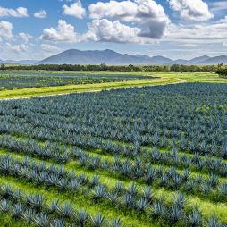 sollos agave farm
