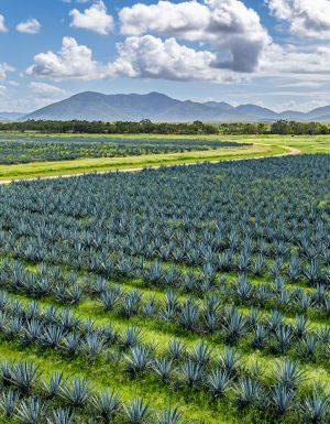 sollos agave farm