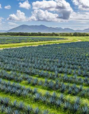 sollos agave farm