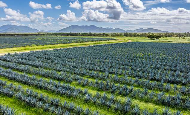sollos agave farm