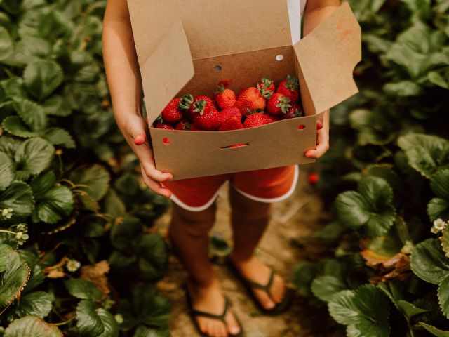 adelaide hills bloom and harvest trail strawberry picking