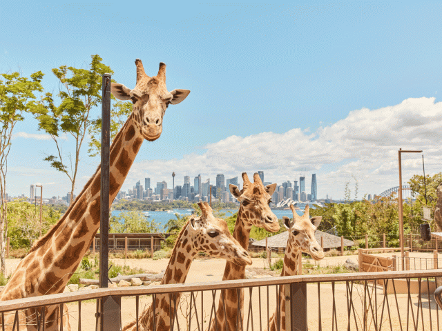 taronga zoo