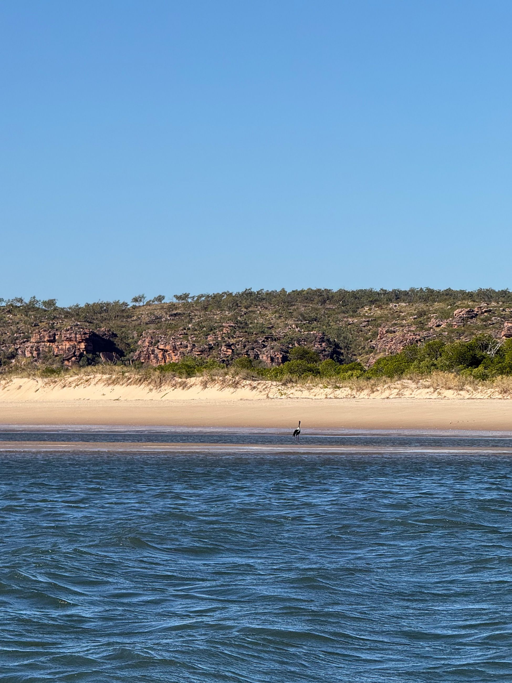 A Jabiru at King George River