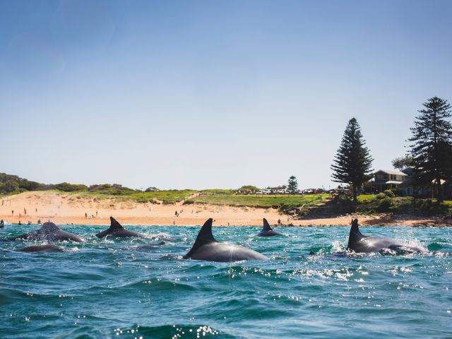 dolphins swimming at avalon beach in sydney