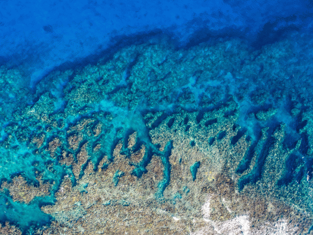 lady elliot island snorkelling