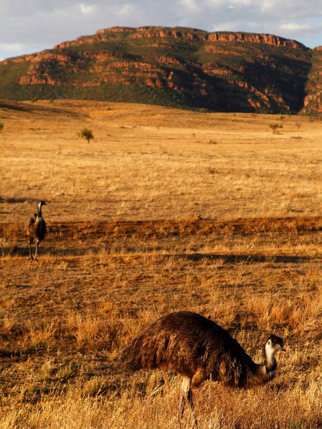 emus at Rawnsley Bluff, Flinders Ranges