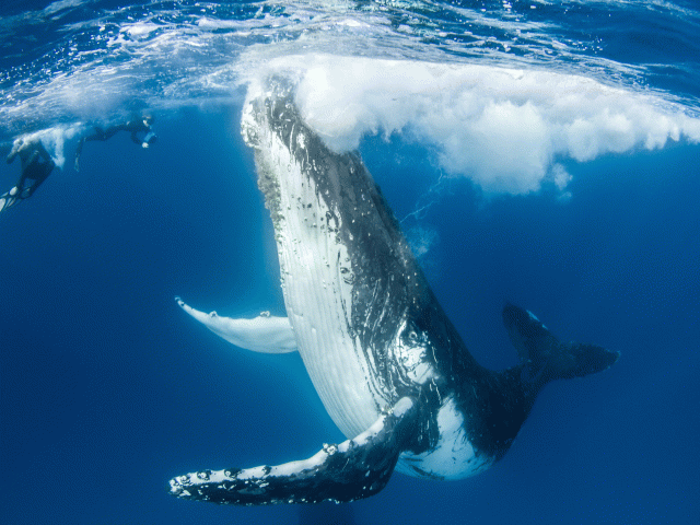 lady elliot island whale