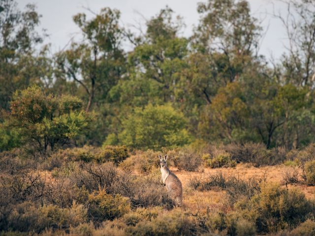 kangaroo in Kinchenga National Park nsw