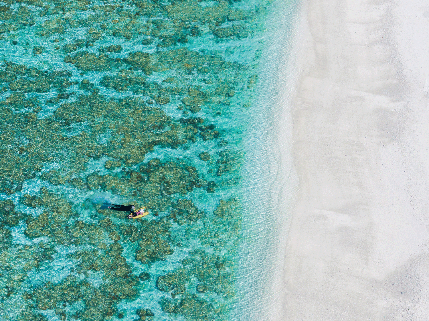 lady elliot island reef