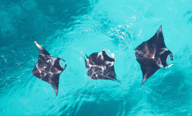 lady elliot island