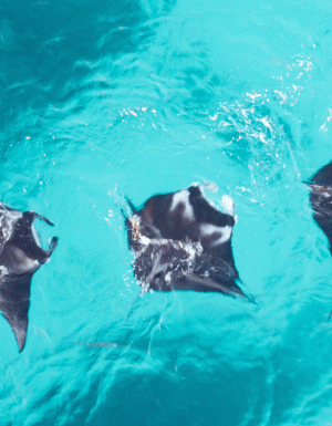 lady elliot island