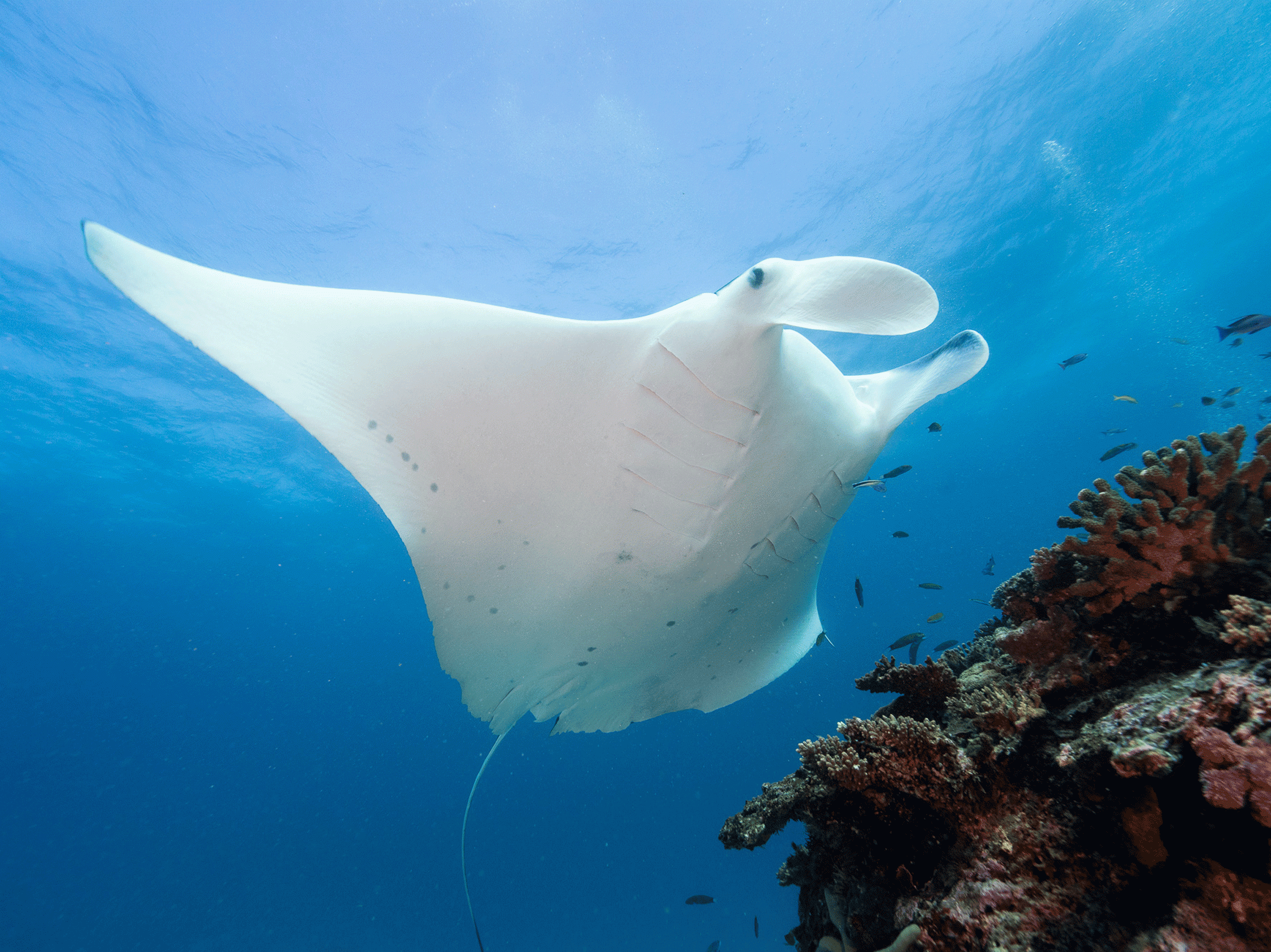 manta ray lady elliot