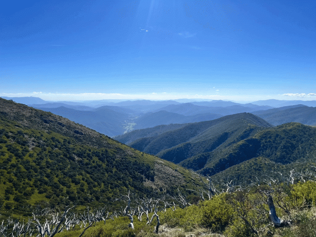 mount feathertop walk