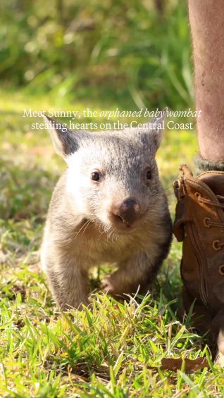 You can meet this orphaned baby wombat on the Central Coast